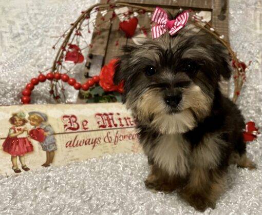 FEMALE MORKIE PUPPY!!!