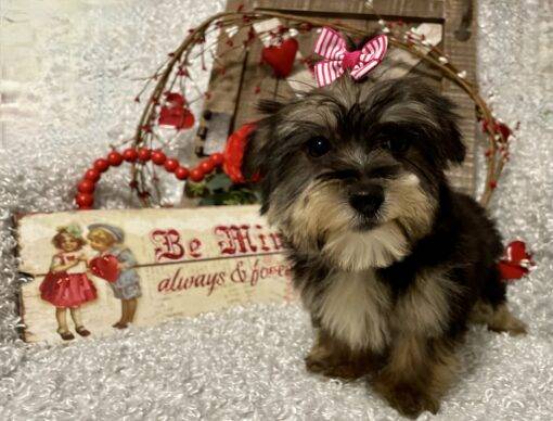 FEMALE MORKIE PUPPY!!! - Image 4