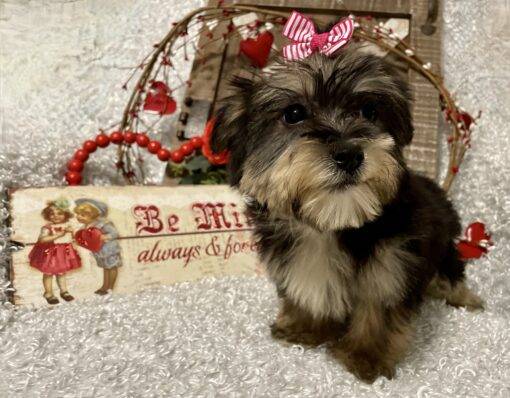 FEMALE MORKIE PUPPY!!! - Image 8