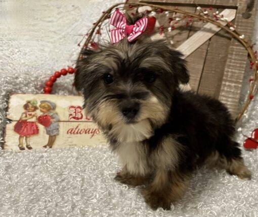 FEMALE MORKIE PUPPY!!! - Image 6