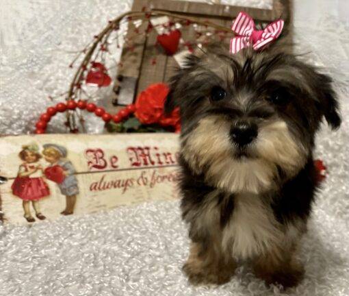 FEMALE MORKIE PUPPY!!! - Image 10