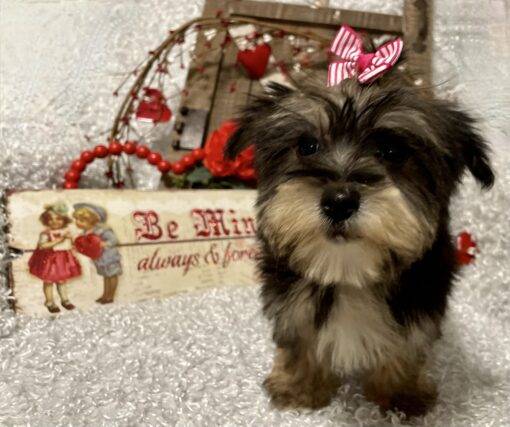 FEMALE MORKIE PUPPY!!! - Image 5