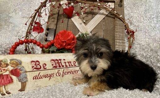 MALE MORKIE PUPPY!!! - Image 4