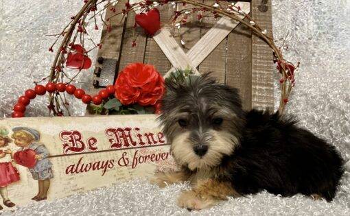 MALE MORKIE PUPPY!!! - Image 7