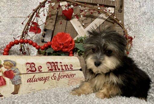 MALE MORKIE PUPPY!!! - Image 5