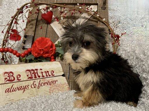 MALE MORKIE PUPPY!!! - Image 8