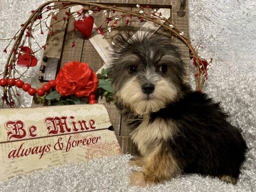 MALE MORKIE PUPPY!!! - Image 6