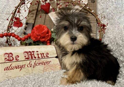 MALE MORKIE PUPPY!!!