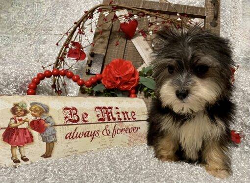 MALE MORKIE PUPPY!!! - Image 9