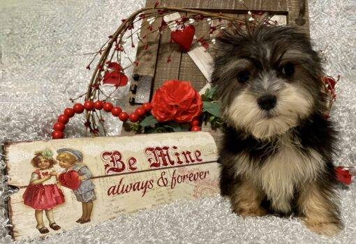 MALE MORKIE PUPPY!!! - Image 3