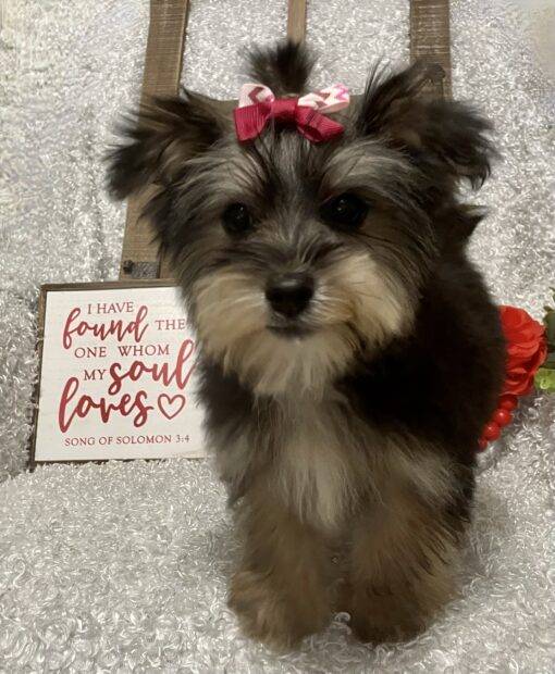 FEMALE MORKIE PUPPY!!! - Image 5