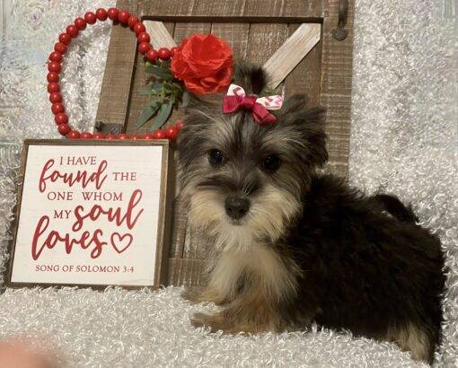 FEMALE MORKIE PUPPY!!! - Image 2