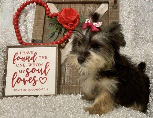 FEMALE MORKIE PUPPY!!! - Image 7