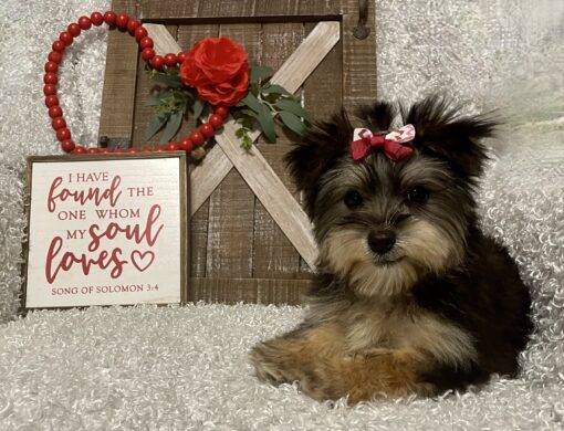 FEMALE MORKIE PUPPY!!! - Image 9