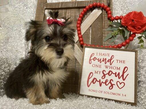 FEMALE MORKIE PUPPY!!! - Image 3