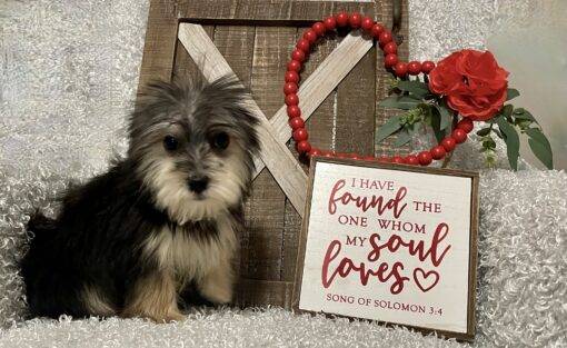 MALE MORKIE PUPPY!!! - Image 6