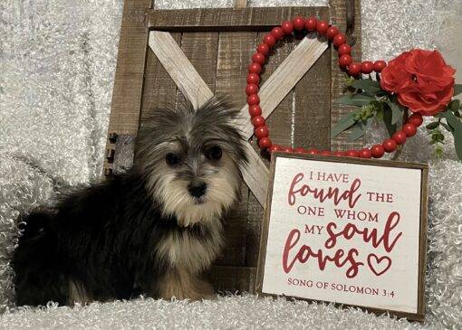 MALE MORKIE PUPPY!!! - Image 2