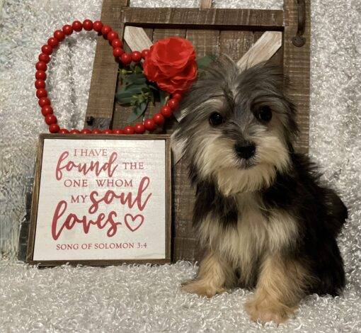 MALE MORKIE PUPPY!!! - Image 5