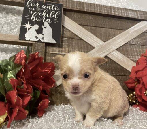 MALE CHIHUAHUA PUPPY!!! - Image 8