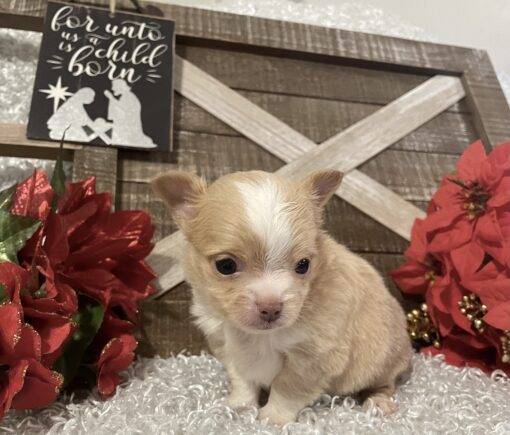 MALE CHIHUAHUA PUPPY!!! - Image 6