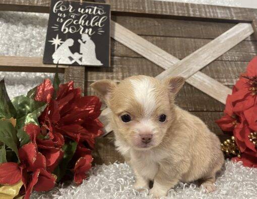 MALE CHIHUAHUA PUPPY!!! - Image 5