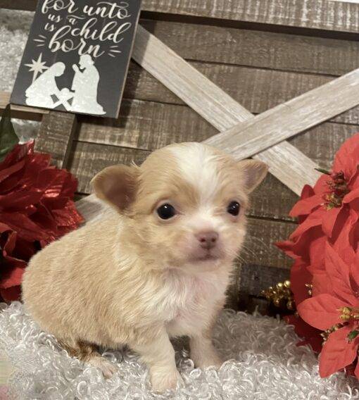 MALE CHIHUAHUA PUPPY!!! - Image 3