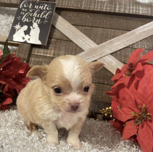 MALE CHIHUAHUA PUPPY!!!