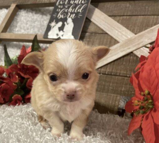 MALE CHIHUAHUA PUPPY!!! - Image 4