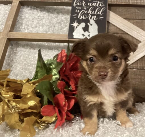 FEMALE CHIHUAHUA PUPPY!!! - Image 2