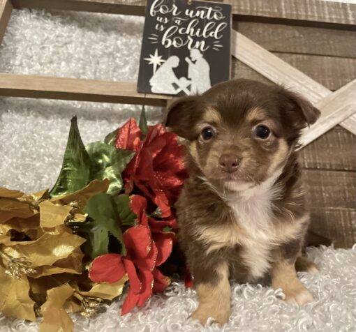 FEMALE CHIHUAHUA PUPPY!!!