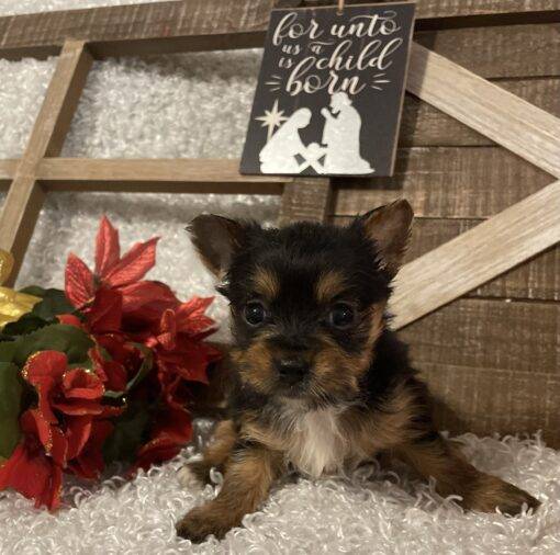 FEMALE YORKIE PUPPY!!! - Image 5