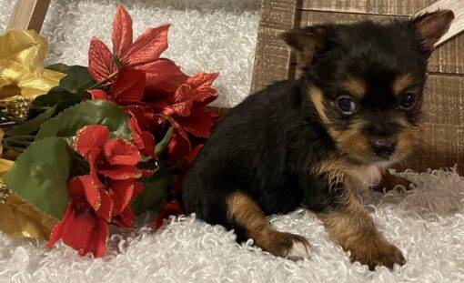 FEMALE YORKIE PUPPY!!! - Image 8