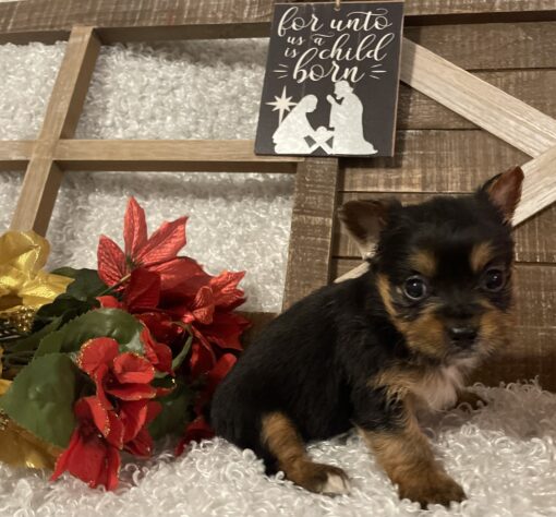 FEMALE YORKIE PUPPY!!! - Image 4