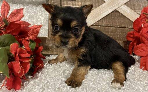 FEMALE YORKIE PUPPY!!! - Image 3