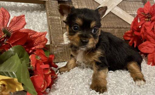 FEMALE YORKIE PUPPY!!! - Image 6