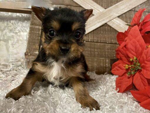 FEMALE YORKIE PUPPY!!!