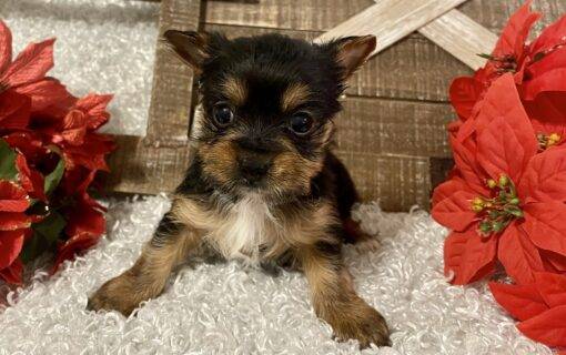 FEMALE YORKIE PUPPY!!! - Image 2