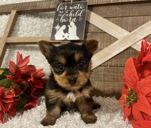 FEMALE YORKIE PUPPY!!!