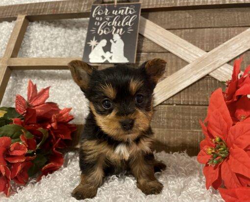 FEMALE YORKIE PUPPY!!! - Image 6