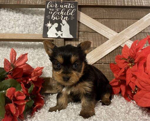 FEMALE YORKIE PUPPY!!! - Image 7