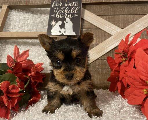 FEMALE YORKIE PUPPY!!! - Image 4