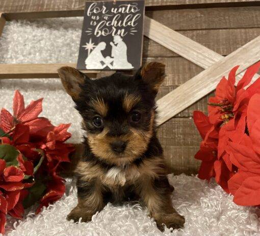 FEMALE YORKIE PUPPY!!! - Image 8