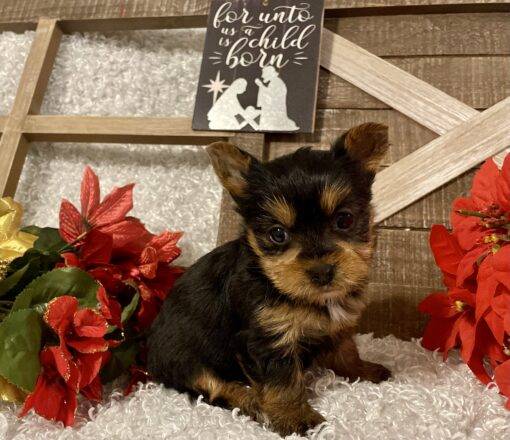 FEMALE YORKIE PUPPY!!! - Image 5