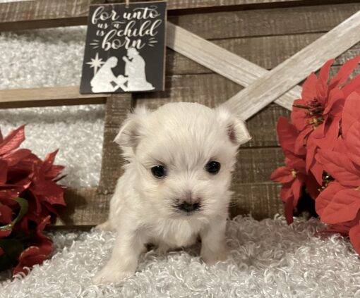 MALE MALTESE PUPPY!!! - Image 2