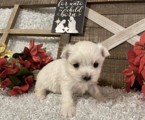 MALE MALTESE PUPPY!!! - Image 10