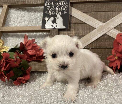 MALE MALTESE PUPPY!!! - Image 9