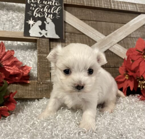 MALE MALTESE PUPPY!!! - Image 8