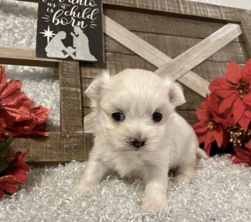 MALE MALTESE PUPPY!!!