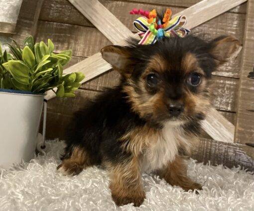 FEMALE YORKIE PUPPY!!! - Image 6