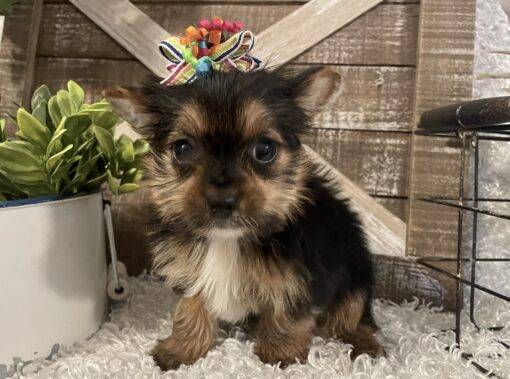 FEMALE YORKIE PUPPY!!!